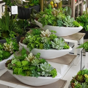Sukulenty kaktusy donica biała łódka 