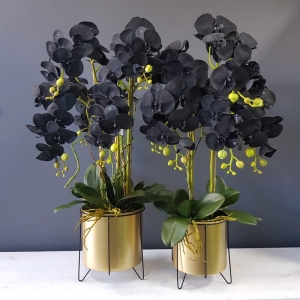 Sztuczny storczyk czarny Regina black gold XL