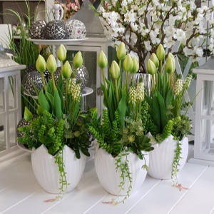 Szafirki tulipany kompozycja Tulipa w donicy M