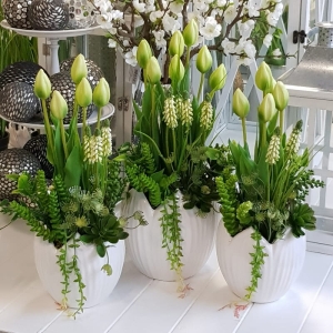 Szafirki tulipany kompozycja Tulipa w donicy L