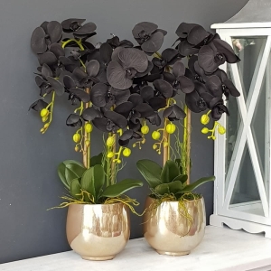 Czarny storczyk sztuczny black orchidea gold