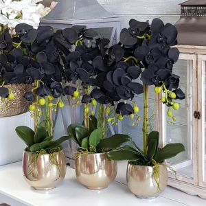 Czarny storczyk sztuczny black orchidea gold