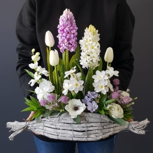 Wiosenna kompozycja ogródek donica z kory Stella new 50cm