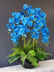 Storczyk orchidea donica Veronica XXL czarna błysk storczyk niebieski
