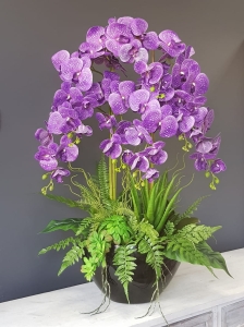 Storczyk orchidea donica Veronica XXL czarna błysk storczyk fiolet