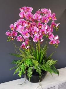 Storczyk orchidea donica Veronica XXL czarna błysk storczyk róż