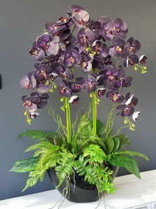 Storczyk orchidea donica Veronica XXL czarna błysk storczyk śliwkowy fiolet