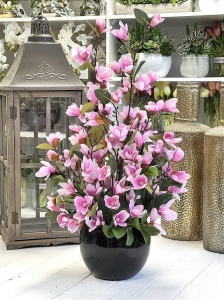 Magnolia magnolie kompozycja wiosenna Luiza c. róż black