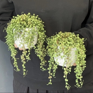 Sukulenty zwisy donica beton loft 